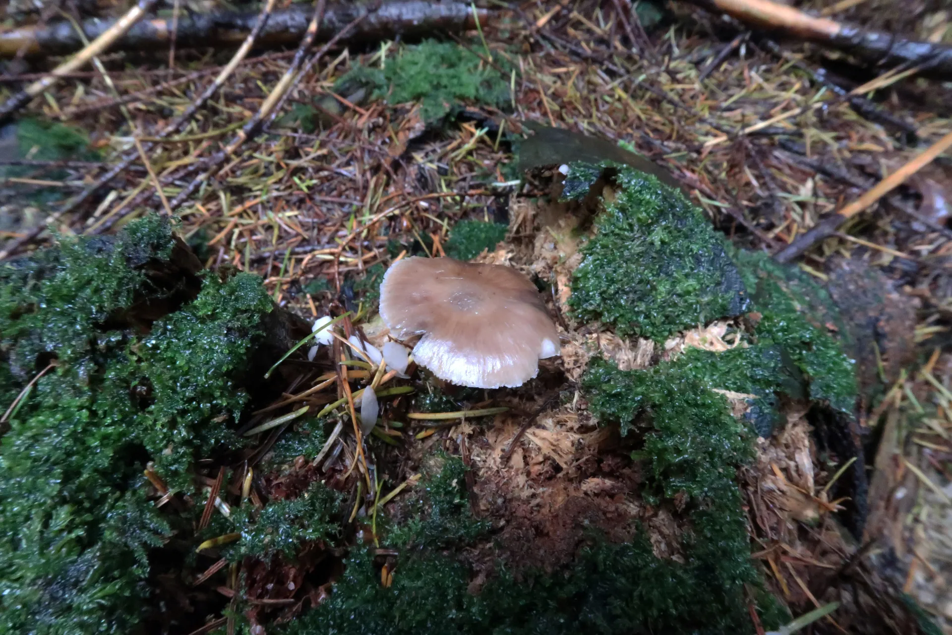 Pluteus cervinus - 1 - IMG_1831